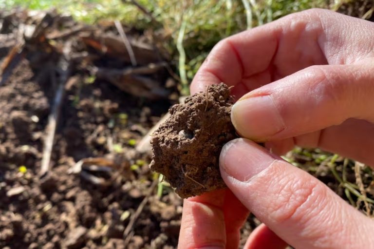 La agricultura argentina está destruyendo la fertilidad del suelo. Comentario de AgendAR