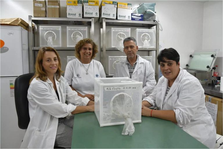 Contra el dengue: mosquitos macho estériles