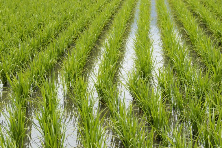 Para estimular el crecimiento del arroz: rociarlo con protector solar