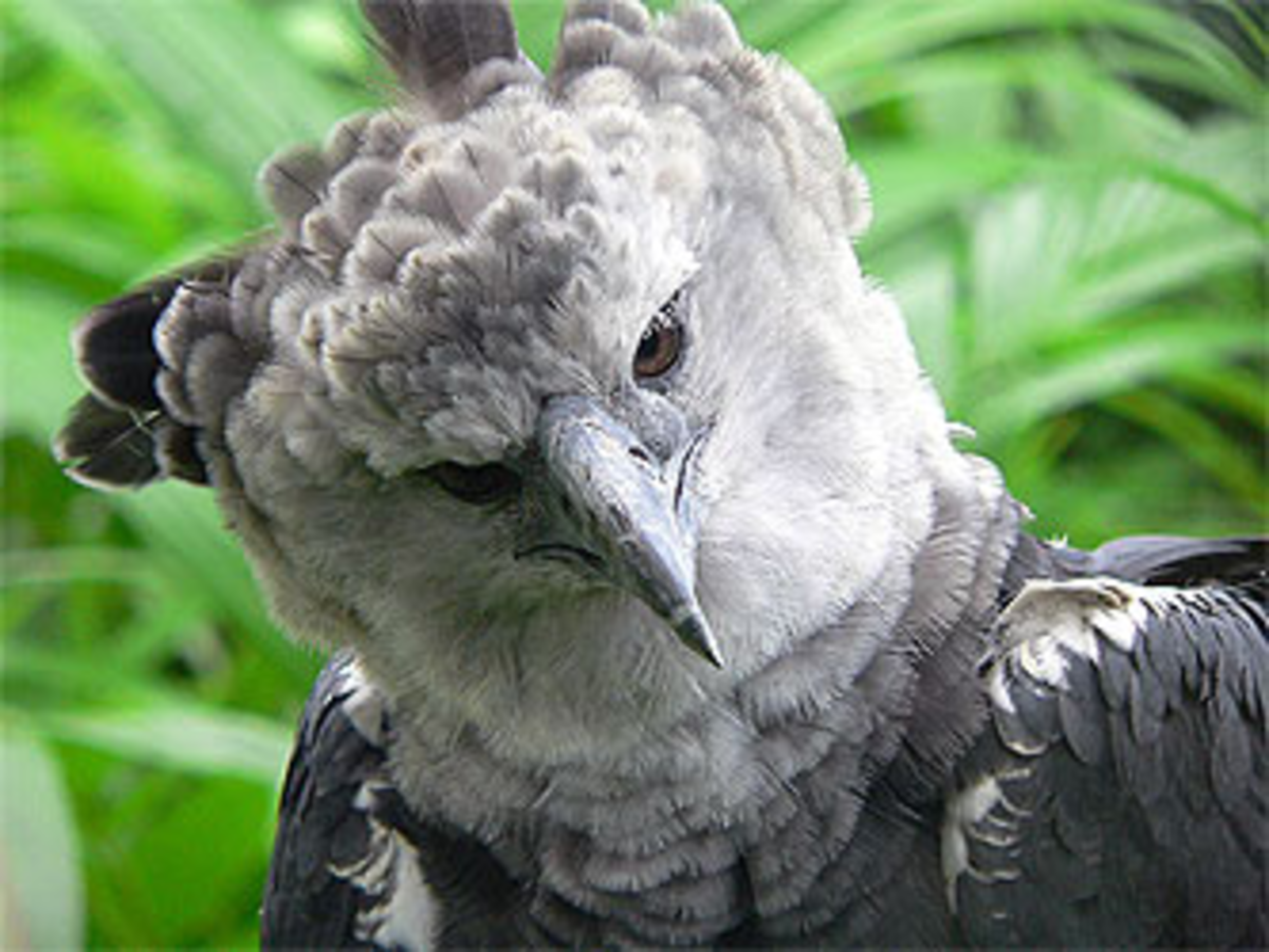 Combatiendo los drones enemigos con águilas | AgendAR