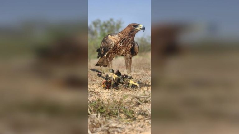 Combatiendo los drones enemigos con águilas