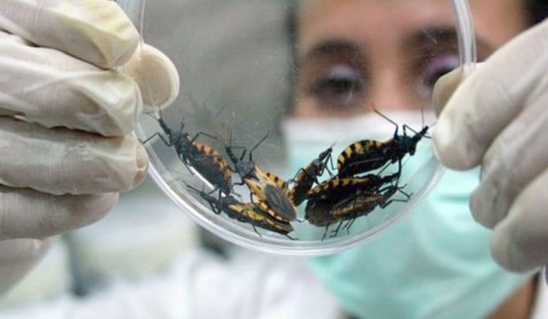 Un equipo de científicas argentinas desarrolla una vacuna nasal contra el Chagas