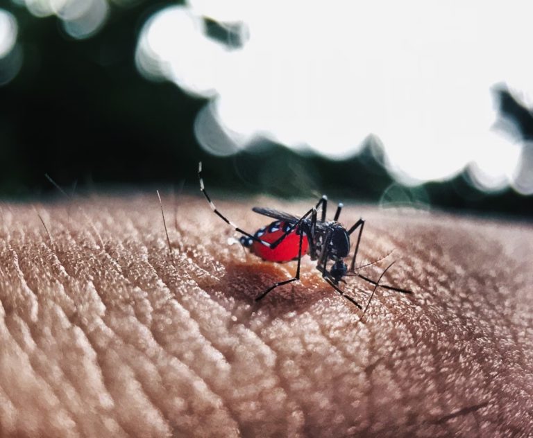 Peces de agua dulce contra el dengue urbano. Un programa gratuito y efectivo de la UBA