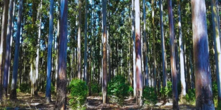 Argentinos, brasileños y uruguayos: mejorando la forestación con estudios de ADN