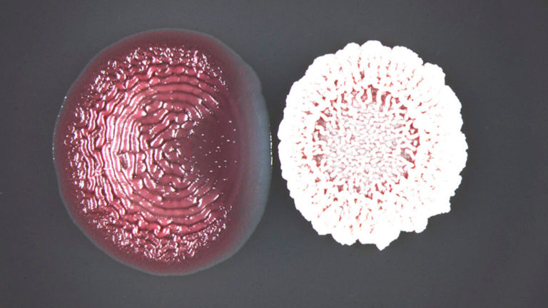 Científicos del CONICET estudian efectos de los antibióticos en las comunidades bacterianas