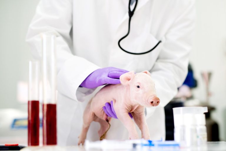 Hito argentino: el riñón de un cerdo genéticamente modificado podría servir para transplantes