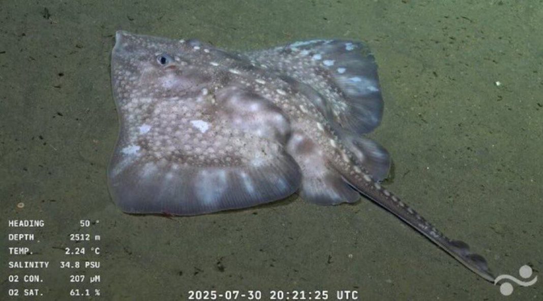 En esta expedición se usó por primera vez en la región el robot submarino SuBastian, que graba en ultra HD y recolecta muestras sin dañar el entorno (1)