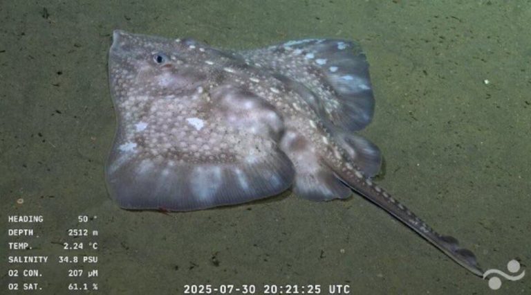El Conicet lanzó una expedición en el fondo del Cañón de Mar del Plata, a 3.900 metros de profundidad