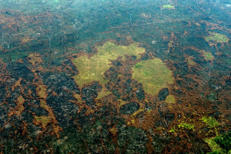 Amazonia: en 2024 se perdieron 4.5 millones de hectáreas. En el resto del mundo también arden los bosques