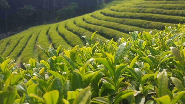Yerba mate: Mucho más que un hábito