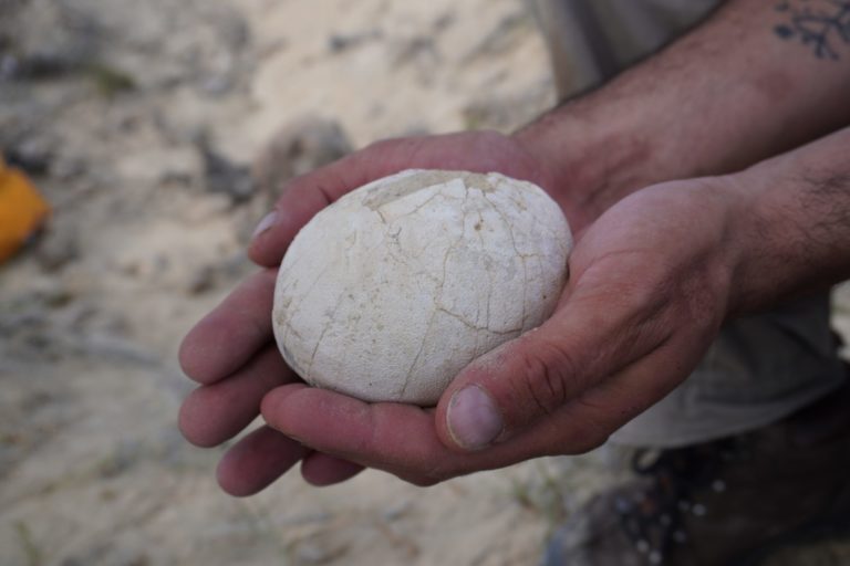 Expedición Cretácica I: “Un huevo de dinosaurio que se habría perdido en una temporada más”