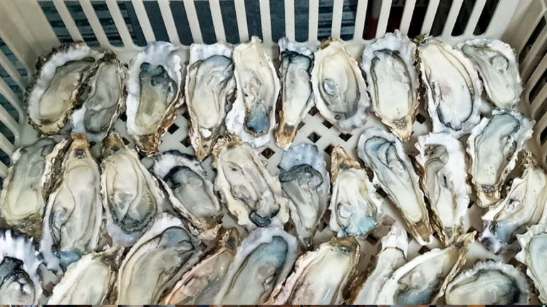 Investigadores del CONICET y una empresa privada elaboran la 1ª salsa de ostras nacional