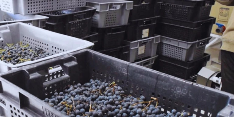 Para qué sirve el INTA: una nueva zona vitivinícola en Chubut