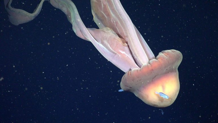 Los biólogos del Conicet vuelven a explorar el océano profundo
