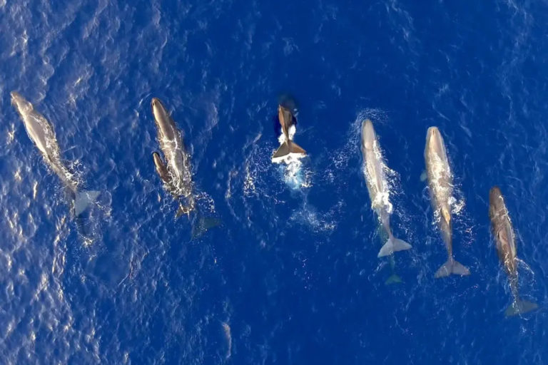 CIENCIA BREVE: Como los humanos, los cachalotes del Mediterráneo tienen sus propios dialectos