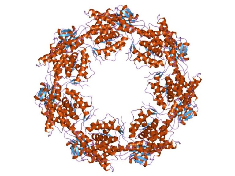 CIENCIA BREVE: Las proteínas que nos protegen de las mutaciones