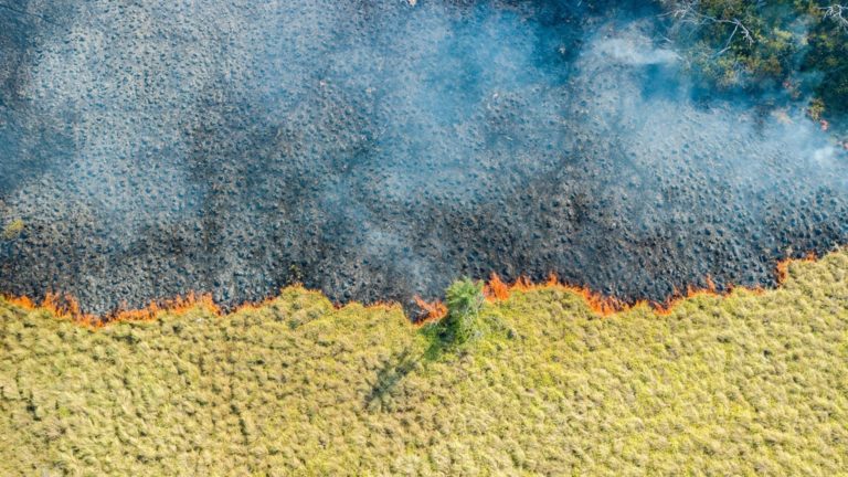 Primero llega el fuego, luego el desmonte
