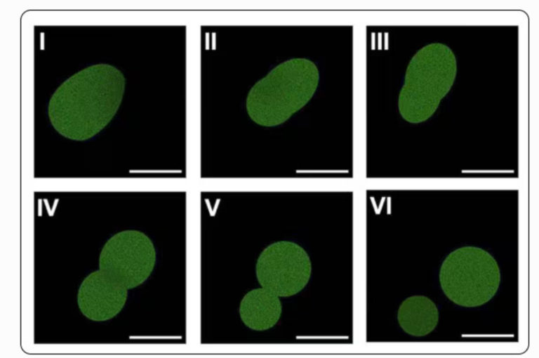 Crean una célula sintética capaz de crecer y reproducirse