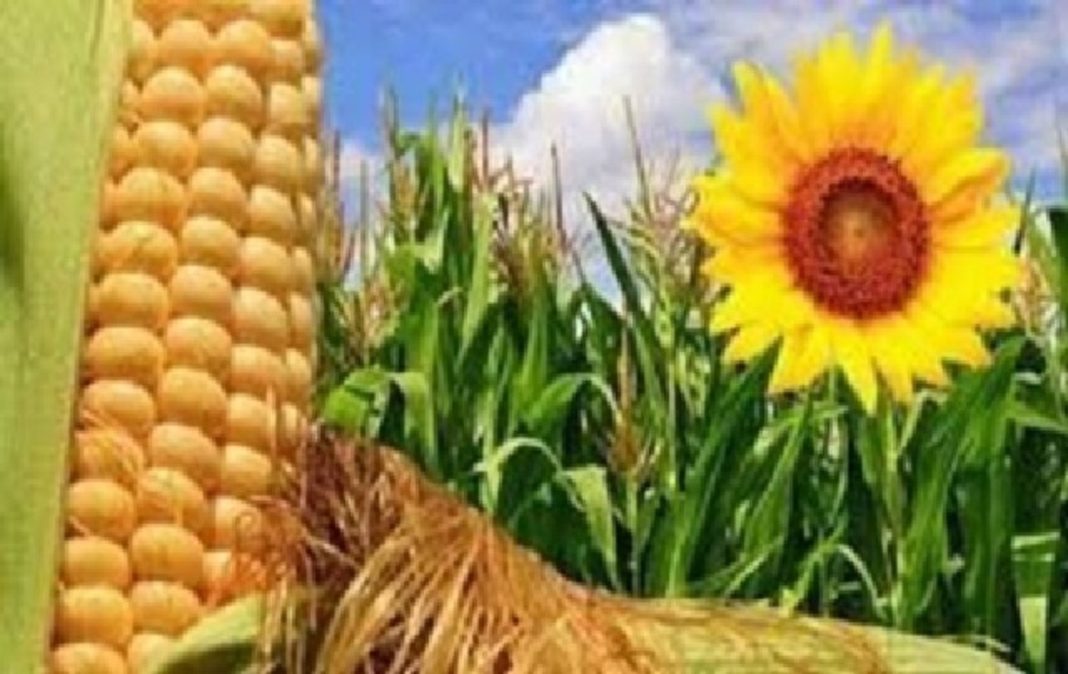 exportaciones-agro-industriales (1)