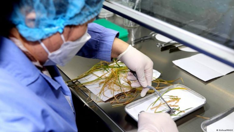 China logra la primera cosecha de arroz de «semilla espacial»