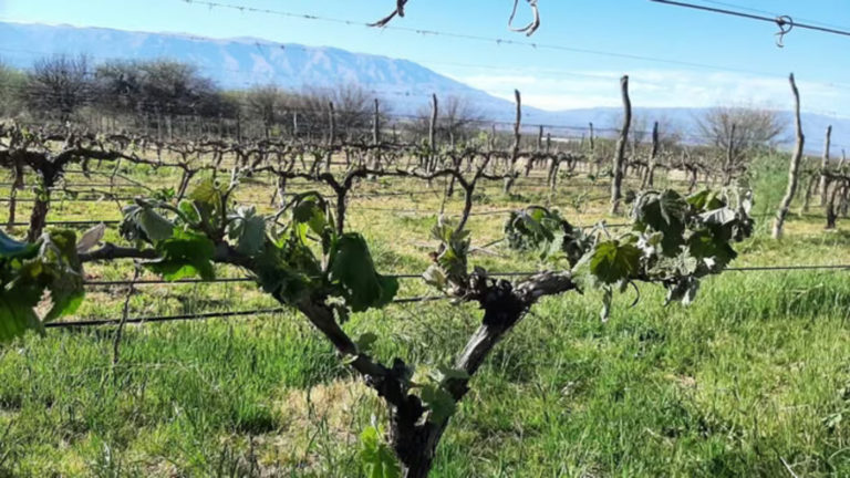Heladas tardías arrasan viñedos del NOA: pérdidas de hasta el 100% en Tucumán, Salta y Catamarca
